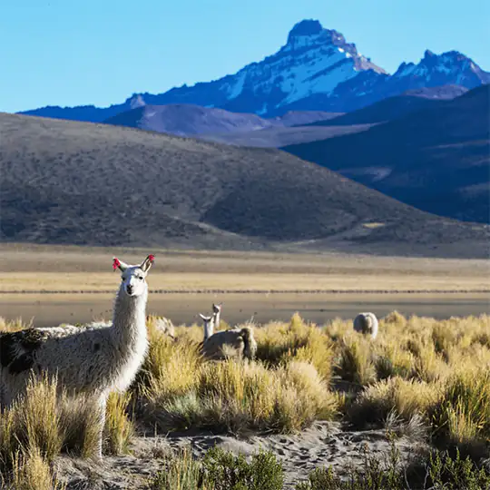 Peru Holiday Package